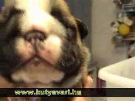 Their flattened chest cavities compress and can damage their heart. Konzervnyitó c. film - swimmer puppy syndrome - YouTube