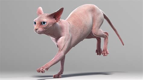 Wer sich eine nacktkatze hält, muss selbst ein dickes fell besitzen, denn nicht alle menschen sind. Sphynx-Katze (2) (animiert) 3D-Modell - TurboSquid 1431037