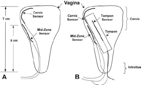 Read this guide to learn how to use and insert a tampon properly. How To's Wiki 88: How To Use Tampons Diagram