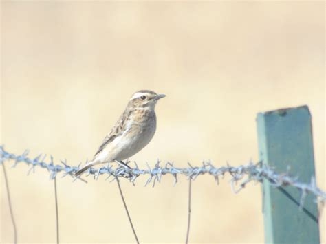 We did not find results for: Tarabilla norteña (Saxicola rubetra) por Lanius senator ...