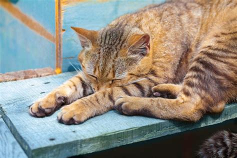 During their nightly exploits, the cats in the study also had a habit of putting note: Sleeping cat outside - Little Miss Cat