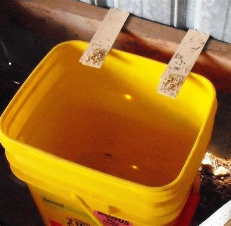 Pvc water bottle mouse trap/diy make a mouse trap homemade/mouse reject/idea mouse trap #mousetrap. Bucket Mouse Traps | Bucket mouse trap, Mouse traps, Mouse ...