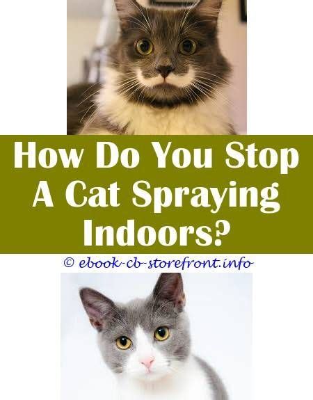 Discover why they do it with purina. Awesome Tricks: How To Keep Cat From Spraying Christmas ...