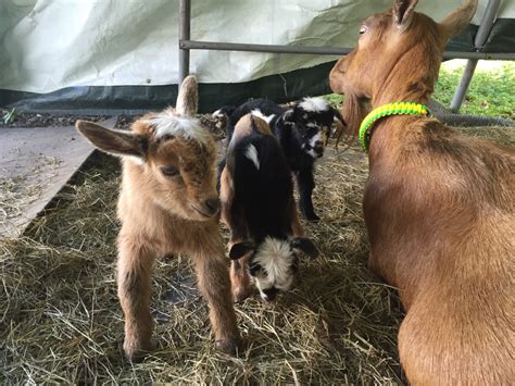 When to give colostrum to a newborn baby goat? Afterbirth? Or stuck kid? | The Goat Spot Forum