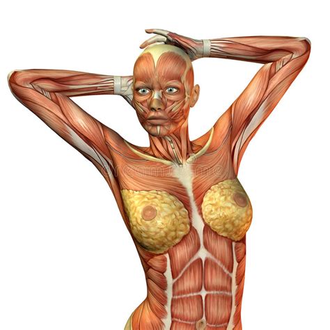 Human muscle system, the muscles of the human body that work the skeletal system, that are under voluntary control, and that are concerned with movement, posture, and balance. Muscle Female Torso Stock Photos - Image: 15047973