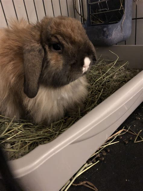 This is his or her way of saying that you have done a happy rabbit will often run and jump, and perform little rabbit dances known as 'binkies', where they leap and twist in the air, shake their ears and. HELP My bunny's ears are lopped while I was at work and I ...