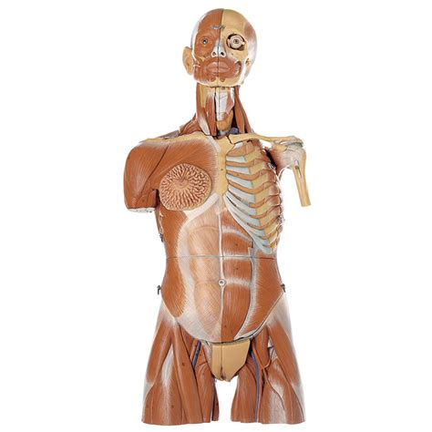This muscles anatomy art print is a wonderful addition to any interior and will make a perfect gift for doctors, nurses and medical students. MT56 MUSCULAR TORSO WITH HEAD AND INTERCHANGEABLE MALE AND ...