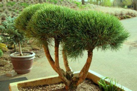 They can bring shade to your home, a comfy place to hang a effective ways to remove pine needles from your lawn. Amazon.com: Tanyosho Japanese Red Pine Tree 2 - Year Graft ...