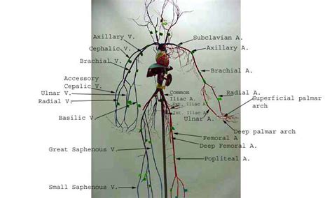 Arteries (arterial tree) of the entire human body • anatomy explained in 14 minutes. Vessels_wire_label.jpg 720×432 pixels | Medical illustration, Arteries and veins, Brachial