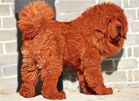 Starting with the vision to provide and curate reliable information to pet lovers we have evolved into a platform that also brings you a wide range of pet products and services covering the entire lifecycle of a pet. The Most Expensive Dog: Red Tibetan Mastiff : Facts List