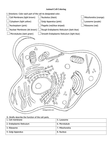 Check spelling or type a new query. Plant And Animal Cell Coloring Worksheets | db-excel.com