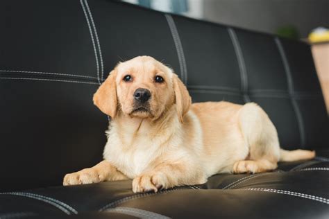 Wondering how to clean a cowhide rug? How to Clean Dog Urine Off of Leather | Cuteness | Dog ...