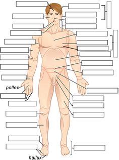 Lateral in human anatomy using the standard anatomical position: Anatomical Regions Quiz or Worksheet | Anatomy, physiology ...