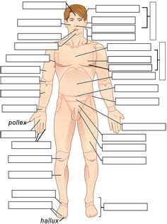 Unless you are told otherwise, any reference to location (diagram or description) in the study of anatomy assumes this position. Anatomical Regions Quiz or Worksheet | Anatomy, physiology ...