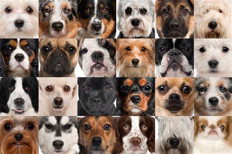 What is the smallest dog on earth? How Many Dog Breeds Are There in the World?