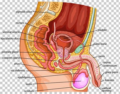 The touching of another person's erogenous zone is regarded as an act of physical intimacy. Organ Human Body Female Reproductive System Anatomy PNG ...