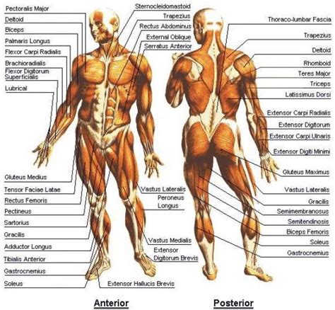 Little hypertrophy but major biochemical. Human Muscles System | Peak Energy