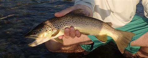 Since i don't live at the lake full time, i like to keep an eye on the lake level, especially during heavy rain and flooding events, so i'll know if i need to go up there to protect or secure the stuff on my dock. Bighorn River Fishing Report Late September 2017 ...