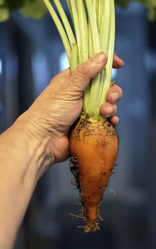 Mangelwurzel or mangold wurzel (from german mangel/mangold and wurzel, root), also called mangold, mangel beet, field beet, and fodder beet, is a cultivated root vegetable derived from beta vulgaris. Organic Mangel (Golden) Beet-HSoS! | Smile On Saturday ...