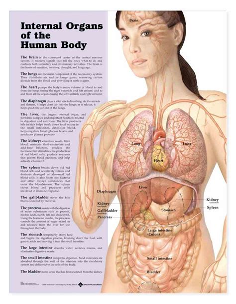 An exhaustive video of 52 external parts of human body. External Parts Of The Body Diagram Anatomy | MedicineBTG.com