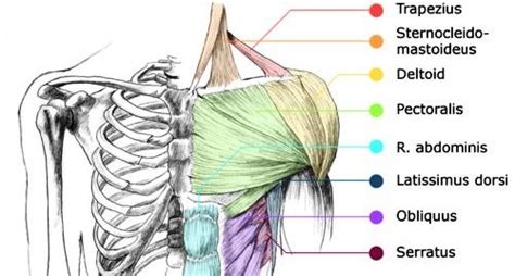 This acts as the bony framework by which the muscles of the chest, upper back and shoulder connect the upper limb to the trunk of the body and control it's movements.the clavicle connects to the sternum via the sternoclavicular joint and to the scapula by. Anatomy 101: Muscles of the Upper Body - ⫸ EMPOWERED ...