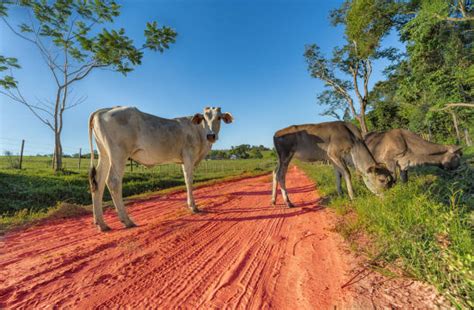 You'll have access to important information about the brahman cows age, milking. Best Brahman Cattle Stock Photos, Pictures & Royalty-Free ...