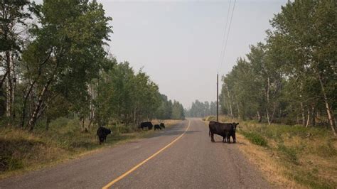 Crews worked saturday to secure a control line and enforce machine. Ranchers brace for 'astronomical losses' due to B.C ...