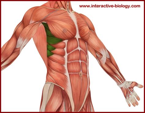 Between each rib lie several layers of intercostal muscles that are responsible for expanding and shrinking the rib cage when we breathe. The Aging Athlete: Cycling Posture...Trying to Wrap This Up!