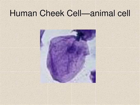 Parameters for animal cell culture. PPT - Cells: why they are important PowerPoint ...