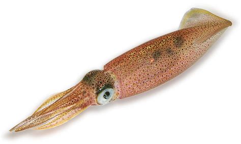 Krissy Downing - Here is a squid.
