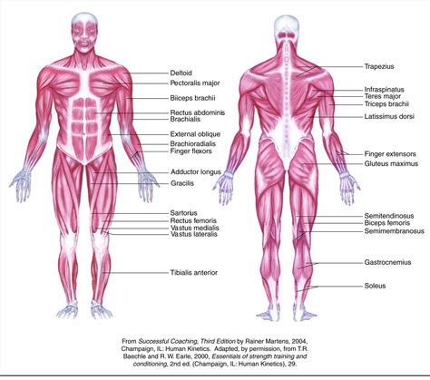 Lists of facts > muscles of the human body. All Muscles In Human Body | Cea1.com - Human Body Anatomy