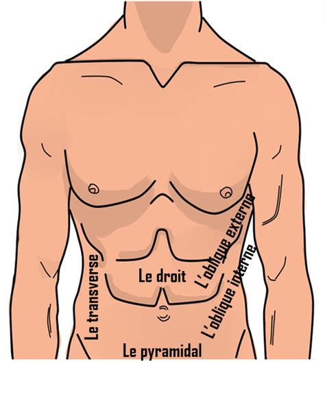 Abdos obliques : comment les travailler et faire apparaître le V