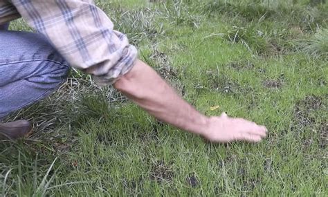 How to cope with going bald? How to Make Grass Grow Fast & Fix Bald Spots | Bald spot ...