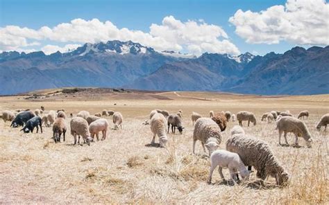 Download the perfect piano pictures. Grazing Sheep | Sheep, Field wallpaper, Animals