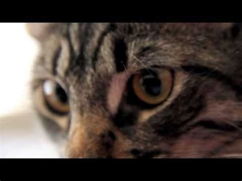 However, anesthetics have greatly improved over recent years and are considered safe. Crazy cat eye dilation - YouTube