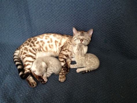 Bengal cats are known for their distinctively patterned fur, which is short, silky, and often sparkles at the tips when the light hits it the right way. Bengal Cats For Sale | New Jersey 17, NJ #238455 | Petzlover