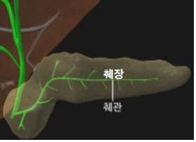 # 췌장암 5년 생존율, 8%의 벽을 넘어라! 췌장암 생존율 (1기 2기 3기 4기)