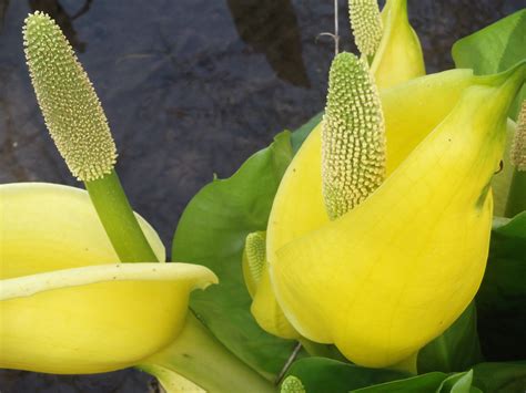 Skunk cabbage is also among a small group of plants exhibiting thermogenesis: Skunk cabbage!! | Garden features, Fruit, Cabbage