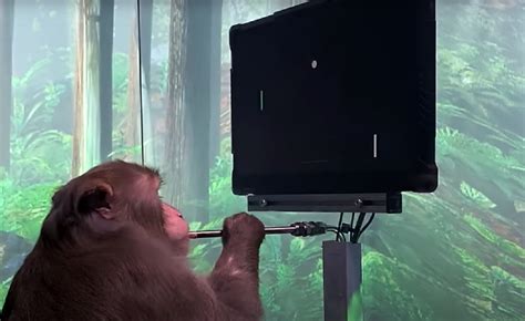 Elon Musk Shares Neuralink Video of Monkey Telepathically Playing Video ...