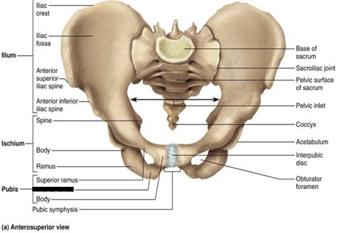 The muscles of the pelvis, hip and buttock anatomical chart shows how each muscle in this area of the body works with the others, and the you will not find a more comprehensive or more detailed examination of these muscles in an anatomy chart. Image result for inferior pubic ramus