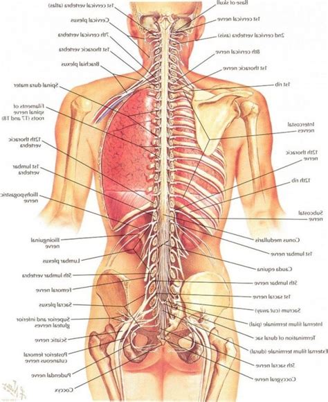 Small intestine anatomy of female. Human Organs Diagram Male - koibana.info | Human body ...