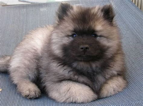 Check spelling or type a new query. 13 Exclusive Fluffiest Dogs Ever Seen