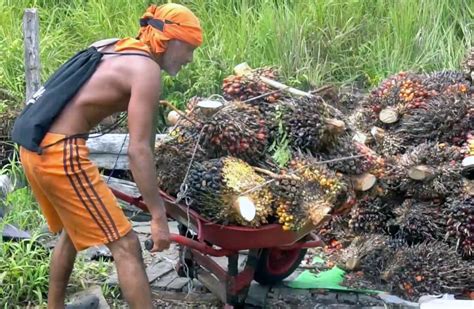 Taman wisata ds.pulau buayo kabupaten sarolangun,. Taman Wisata Ds.pulau Buayo Kabupaten Sarolangun, Jambi ...