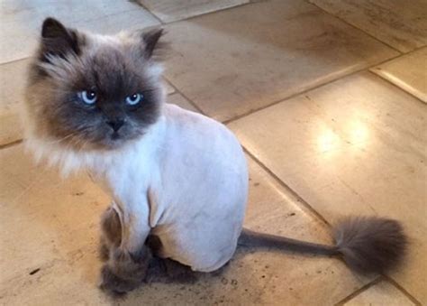 A lion cut is a short shave for your cat with definite lines. Trend Alert: Catscaping For Summer is a THING! - Freak 4 ...