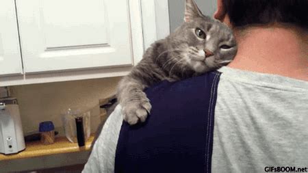 10 Things Cat People Are Sick Of Hearing | Her Campus