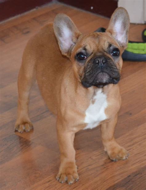 The bad news is no, a french bulldog is not hypoallergenic. Champion Sired French Bulldog girl for sale. | Bradford ...