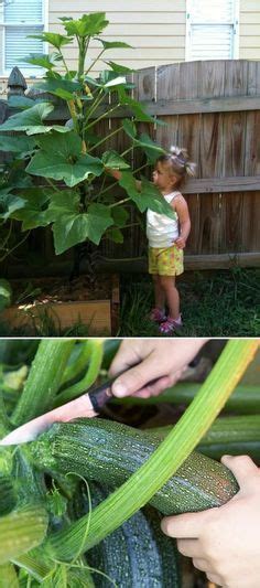 Check spelling or type a new query. How to Grow Zucchini Vertically | Hunker | Vertical ...