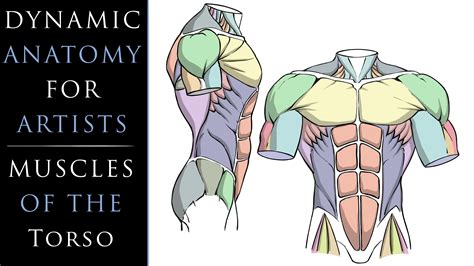 The muscles of the shoulder are associated with movements of the upper limb. Dynamic Anatomy for Artists - Muscles of the Torso ...