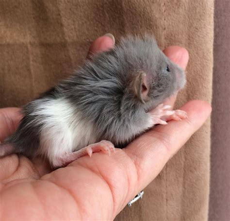 The silkie, peruvian, alpaca, coronet, merino, lunkarya, sheba and texel are the long haired breeds of guinea pig. What Animals Have Long Hair - Hair Trends 2020 ...