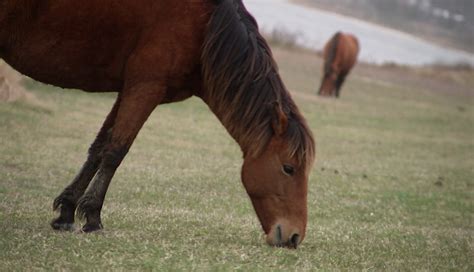 Check spelling or type a new query. Assateague Island National Seashore to increase entrance ...